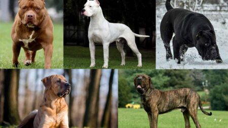 Dogs banned from French city water spaces after pet dies – The Connexion