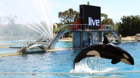 Killer Whales Trapped In Abandoned French Marine Park 4 Months After Closure – NDTV