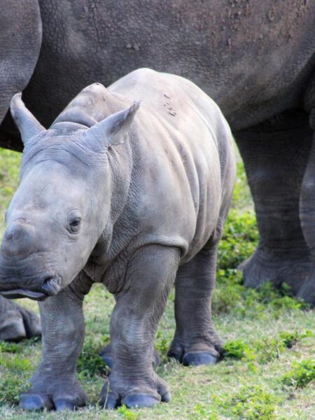 Montpellier zoo celebrates the birth of baby white rhino – RFI