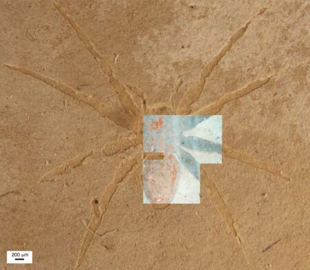 The exceptional preservation of Aix-en-Provence spider fossils could have been facilitated by diatoms – Nature