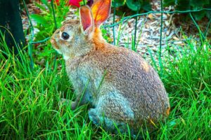 French city first to sign European animal protection decree: what does it say? – The Connexion