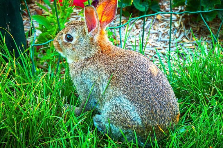 French city first to sign European animal protection decree: what does it say? – The Connexion