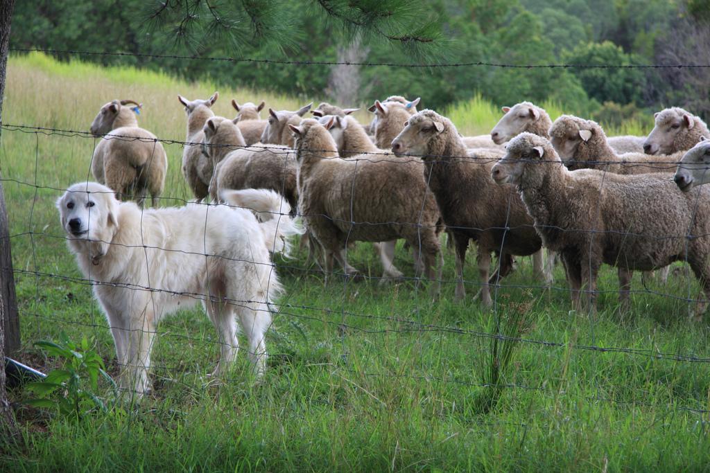 Two hikers bitten by sheep protection dogs in mountains near Grenoble – The Connexion