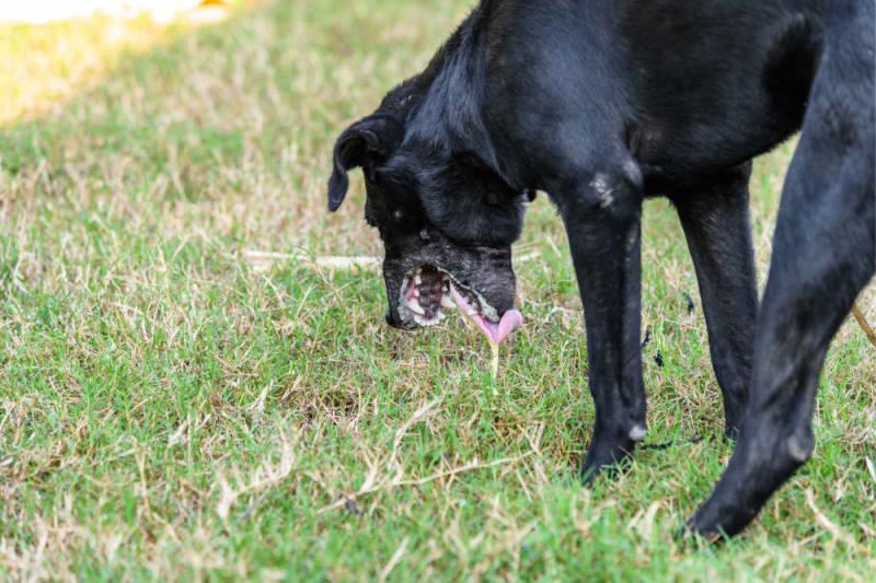 Alert after several dogs found to have been poisoned in south-west France – The Connexion