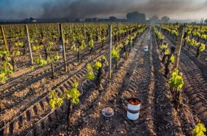 Transcript: Climate change is coming for your Bordeaux – Financial Times