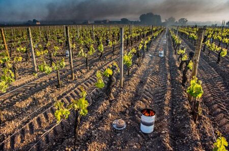 Transcript: Climate change is coming for your Bordeaux – Financial Times