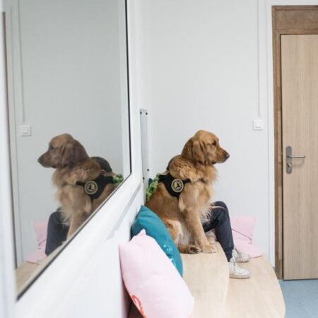 In French courthouses, dogs contribute to a more humane justice system – Le Monde.fr