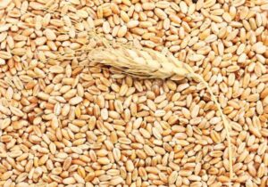 Rouen weekly milling wheat exports reach 87,000 tonnes, highest in 2025 French wheat exports increase – Fastmarkets