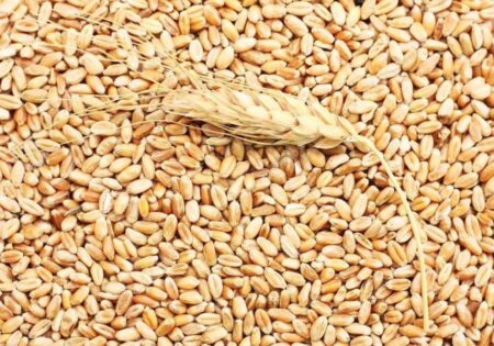 Rouen weekly milling wheat exports reach 87,000 tonnes, highest in 2025 French wheat exports increase – Fastmarkets