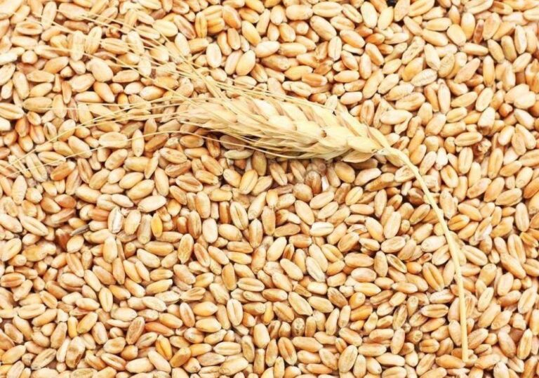 Rouen weekly milling wheat exports reach 87,000 tonnes, highest in 2025 French wheat exports increase – Fastmarkets