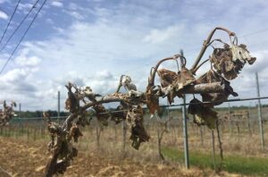 France asks for EU help to destroy ‘unprofitable’ Bordeaux vines – RFI