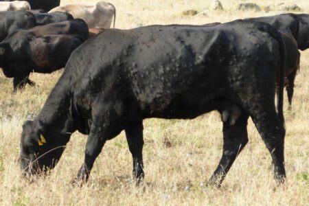 France sees sharp drop in lumpy skin disease outbreaks in livestock – Reuters