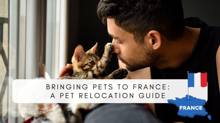 She moved to France with her beloved pets, but then her plans took a sad turn after she arrived – CNN