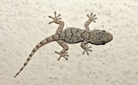 Have you seen a gecko like this on the wall of your French home? – The Connexion