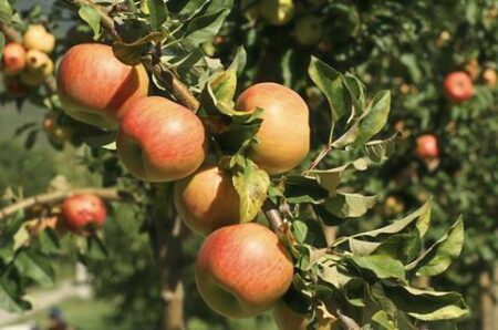 French, Italian, and Spanish apple and pear growers meet this week in Avignon – FreshPlaza