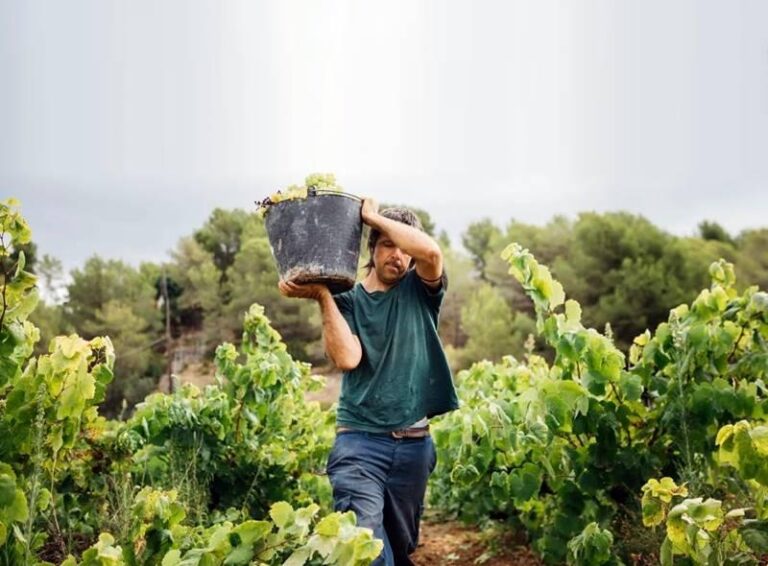 France’s wine industry is in crisis. Can this Nigerian consultant save it? – RFI