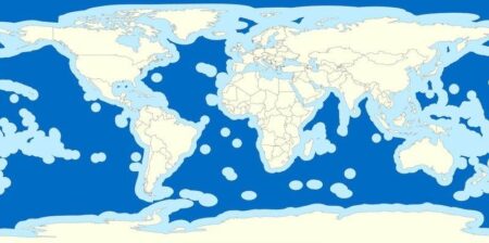 Statement of Todd Steiner from United Nations Ocean Conference in Nice France – Turtle Island Restoration Network