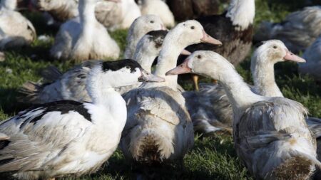 France Raises Bird Flu Alert to Maximum Level Amid New Outbreaks France raises bird flu alert to highest level after new outbreaks – RFI