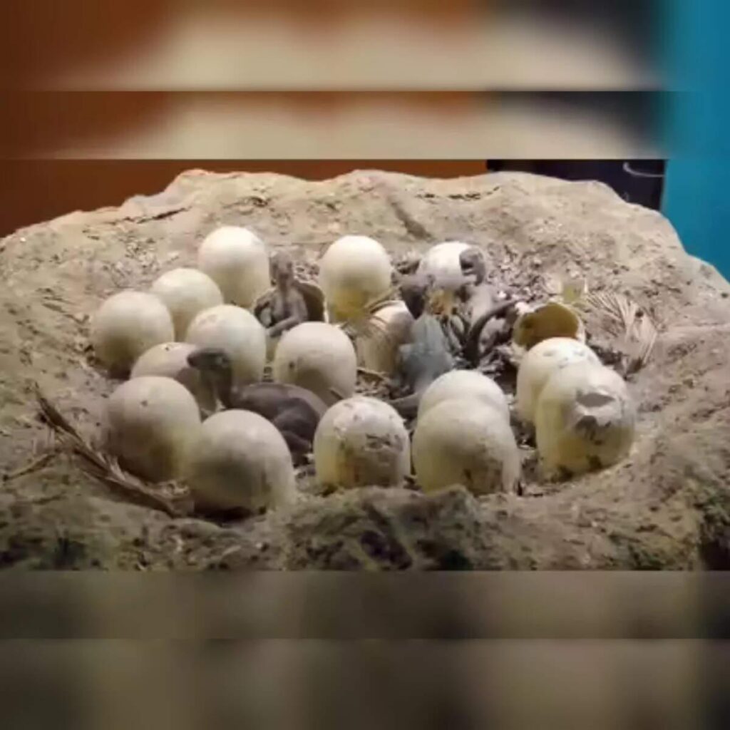 Eggs en Provence: France’s unique dinosaur egg trove – Phys.org