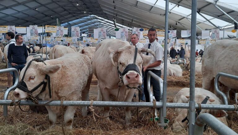 Morocco Named Guest of Honor at 34th Clermont-Ferrand Livestock Summit in France – Barlaman Today