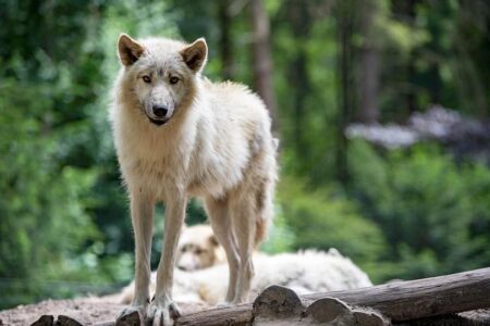 Mondo Duplantis Smashes World Record at All Star Perche 2023! Mondo Duplantis breaks world record at All Star Perche 2023 – Olympics.com