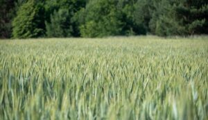 Ian McNulty: From the French culinary capital, inspiration for New Orleans food culture – NOLA.com