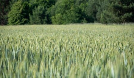 Ian McNulty: From the French culinary capital, inspiration for New Orleans food culture – NOLA.com