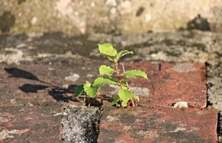 Sports – Ligue 1: PSG get narrow win over Lyon to return to first place in standings – France 24