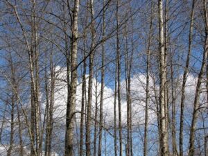 Lafarge faces justice for financing terrorism – JusticeInfo.net