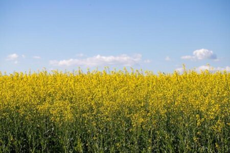 Why Major Rape Cases in France Consistently Spark Shock and Outrage ‘Every time there’s a big rape case in France, it’s like we’re just discovering it’ – RFI