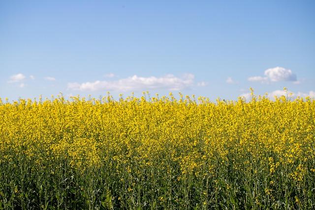 Why Major Rape Cases in France Consistently Spark Shock and Outrage ‘Every time there’s a big rape case in France, it’s like we’re just discovering it’ – RFI