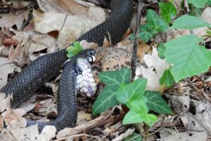 Mehdi Kessaci: France honors victim of shooting in Marseille – France 24
