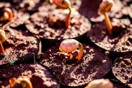 Macron praises growing Egypt-France cooperation in higher education and research – Foreign Affairs – Egypt – Ahram Online