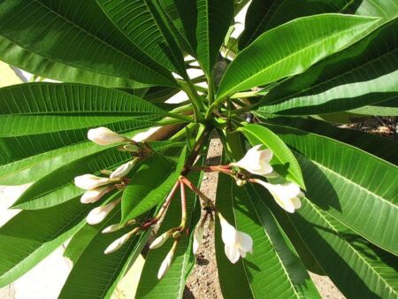 Evelyne Pini Obituary (2025) – Villeneuve-Les-Avignon, MA – Daily Hampshire Gazette – Legacy | Obituary