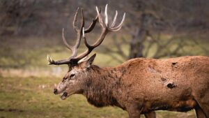 Nottingham Forest reach agreement with Rennes to sign Arnaud Kalimuendo – Get French Football News