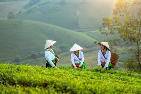 Vietnam and France Boost Partnership in Agriculture, Education, and Sustainable Development Vietnam, France step up cooperation in agriculture, education, sustainable development – Vietnam+ (VietnamPlus)