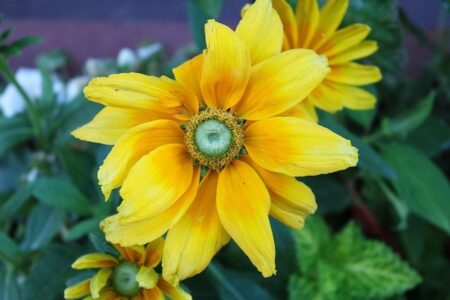 How to spend a perfect weekend in Colmar, France – National Geographic