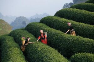 Find out how to be polite – and where to party: tours offer enhanced travel experiences in France – The Connexion