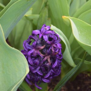 Hidden Gems & Secret Spots in Avignon You Must Visit – solosophie.com