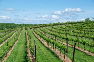 Tariff threats and Gen Z sobriety have put winemakers in Bordeaux on red alert – Fortune