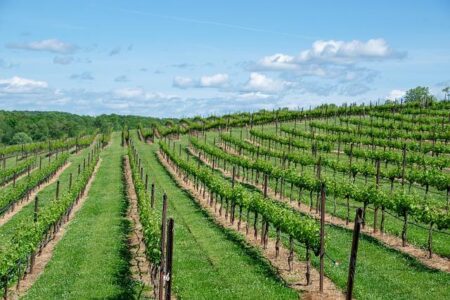 Tariff threats and Gen Z sobriety have put winemakers in Bordeaux on red alert – Fortune
