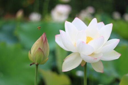 ‘The White Lotus’ begins filming in France (plus, the storyline and hotels are revealed) – Lifestyle Asia Hong Kong