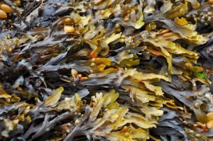 ‘I couldn’t breathe’: the sinister spread of France’s killer seaweed – The Guardian