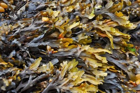 ‘I couldn’t breathe’: the sinister spread of France’s killer seaweed – The Guardian