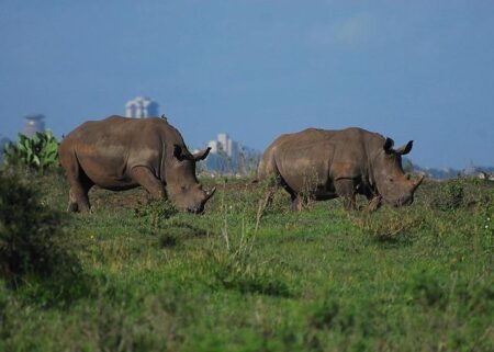 Nairobi sets stage for new chapter in Africa-France relations – The Business & Financial Times