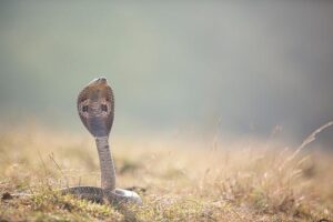 Cobra on loose! French commune closes parks and schools – The Connexion