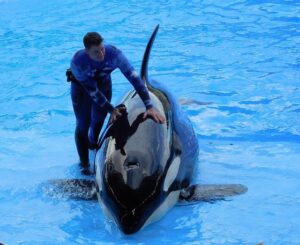 France rejects plan to send its last 2 captive orcas to live in Nova Scotia refuge – CBC