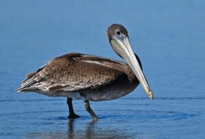 Pelicans in Paris: New Orleans to face the Spurs in France, England this season – WDAM-TV