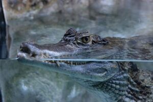 Fisherman discovers dead caiman in canal near Lille – The Connexion