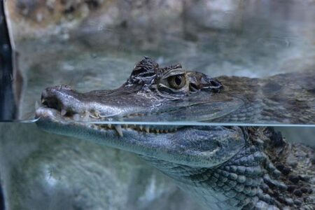 Fisherman discovers dead caiman in canal near Lille – The Connexion